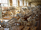 Gallery of Comparative Anatomy