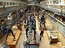 Gallery of Palaeontology